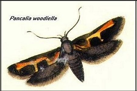 Manchester moth